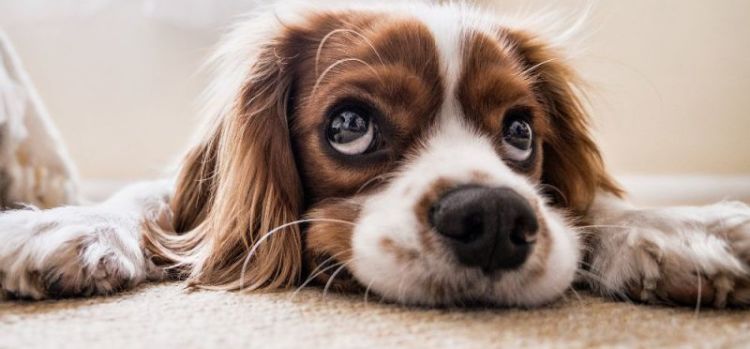 A Guide to making a dog-friendly home