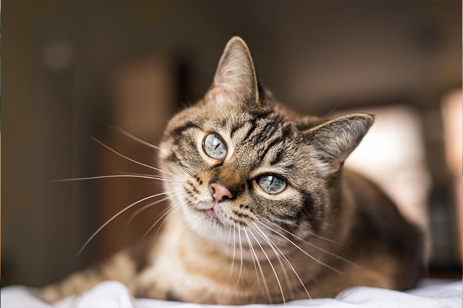 A Guide to making a cat-friendly home