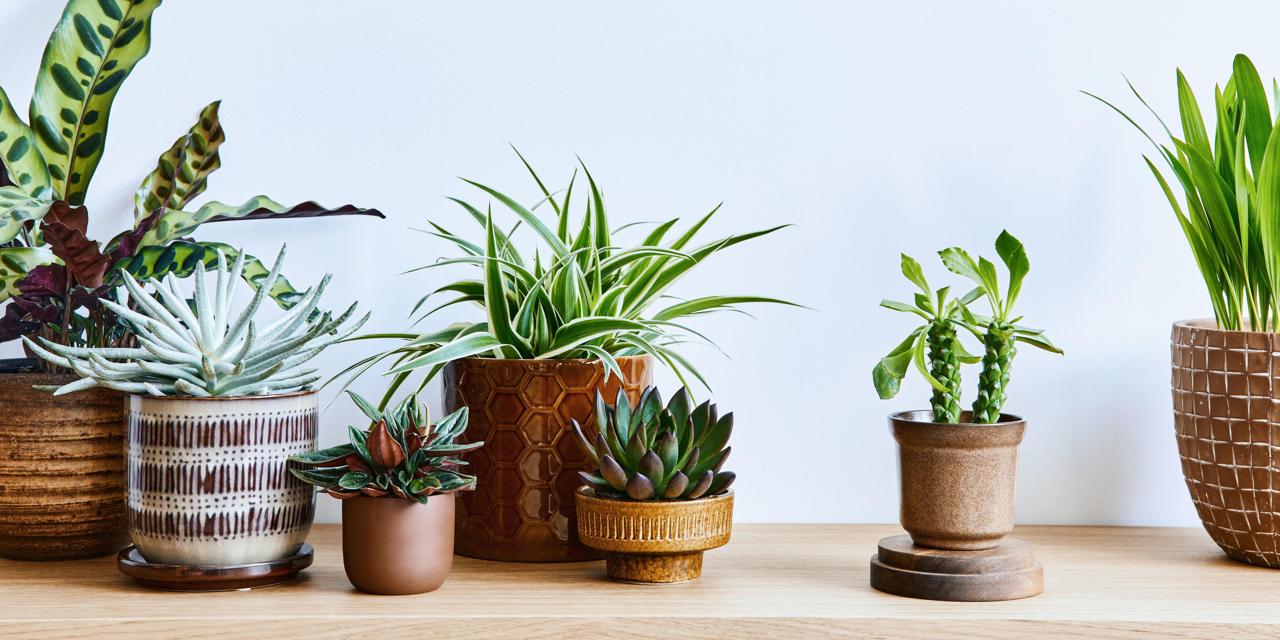 Sturdy indoor plants that will breathe life into your home