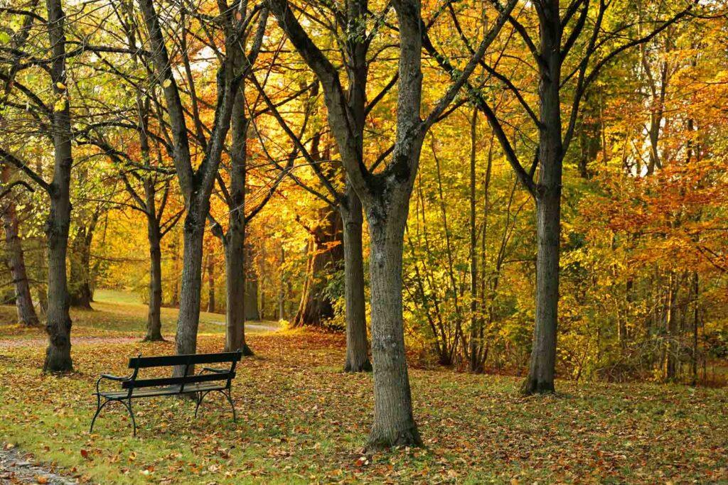 Getting your property ready for Autumn