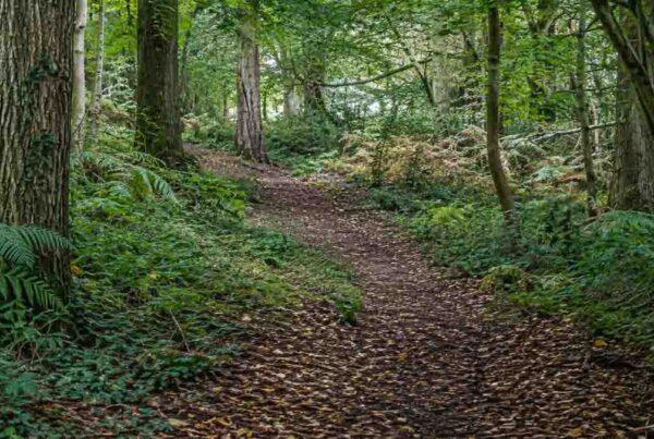 Where to see autumn colour