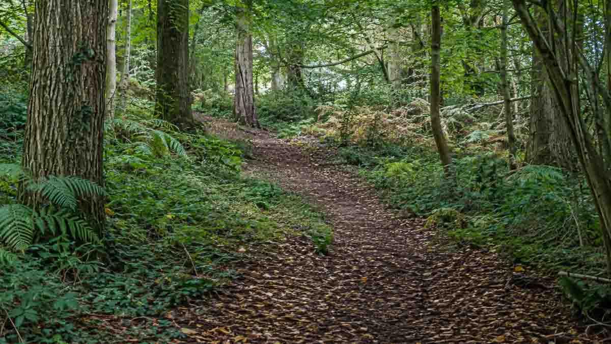Where to see autumn colour